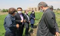 بازدید میدانی از وضعیت آب مصرفی در اراضی زیر کشت سبزیجات